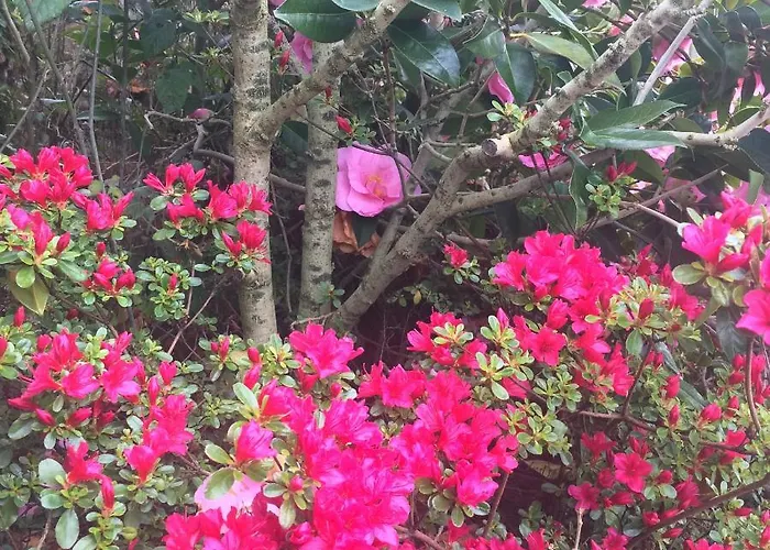 L'angeviniere, Des Anges Proche Mont-saint-michel Bed & Breakfast